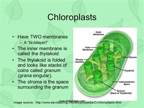 Photosynthesis & Chloroplasts - Presentation Plants, Animals, and Ecosystems