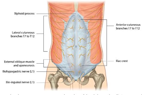 Figure 9 from Anatomy of abdominal anterior cutaneous intercostal ...