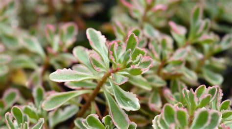 13 Best Stonecrop Varieties for Your Rock Garden