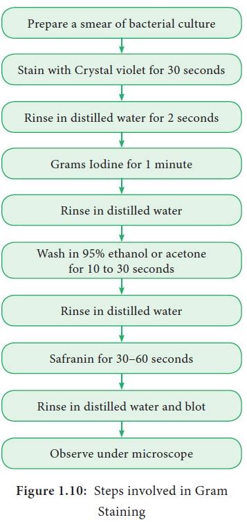 Gram staining procedure - Bacteria