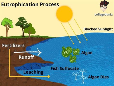 Eutrophication: Definition, Causes, Classification & Effects