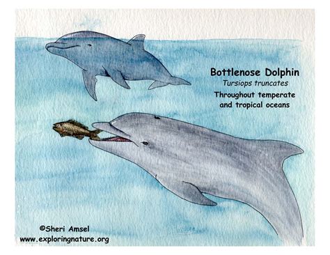 Bottlenose Dolphin Predators