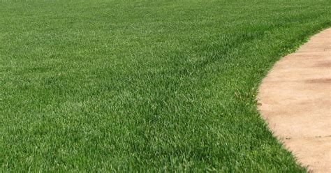 Spring lawn care: Reseeding tips to fix bare spots, thin grass stands