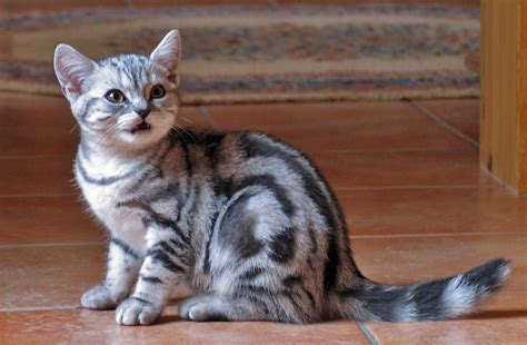 Cat Chit Chat: Silver Classic Tabby British Shorthair Kitten