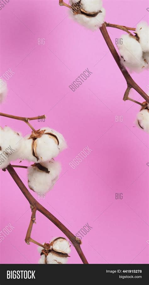 Natural Cotton Flowers Image & Photo (Free Trial) | Bigstock