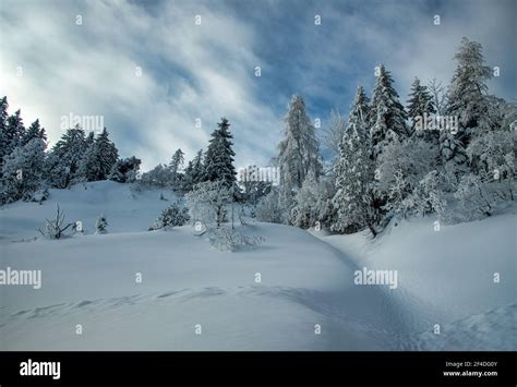 Winter forest landscape, Switzerland Stock Photo - Alamy