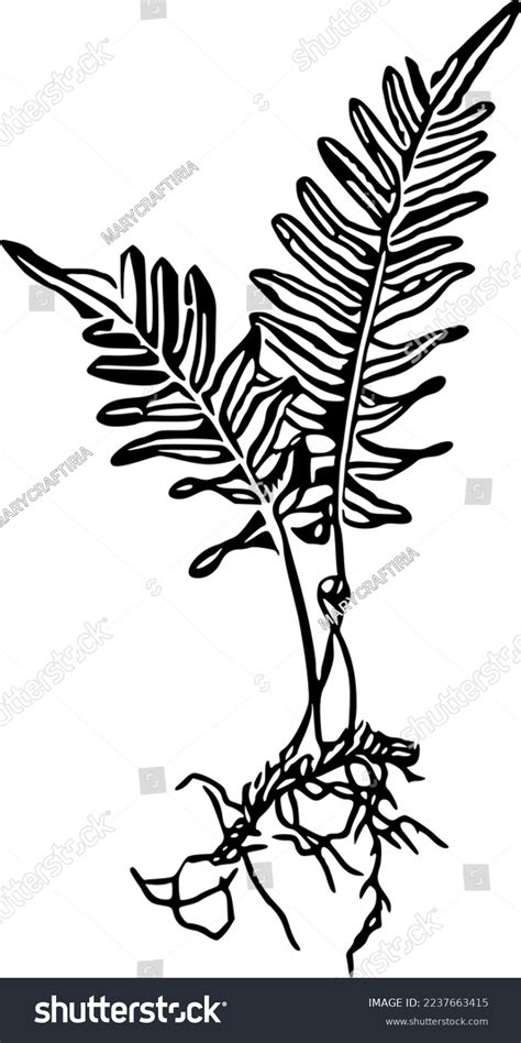 Fern Vector Illustration Clip Art Black Stock Vector (Royalty Free ...