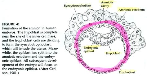 Developmental Biology 3230