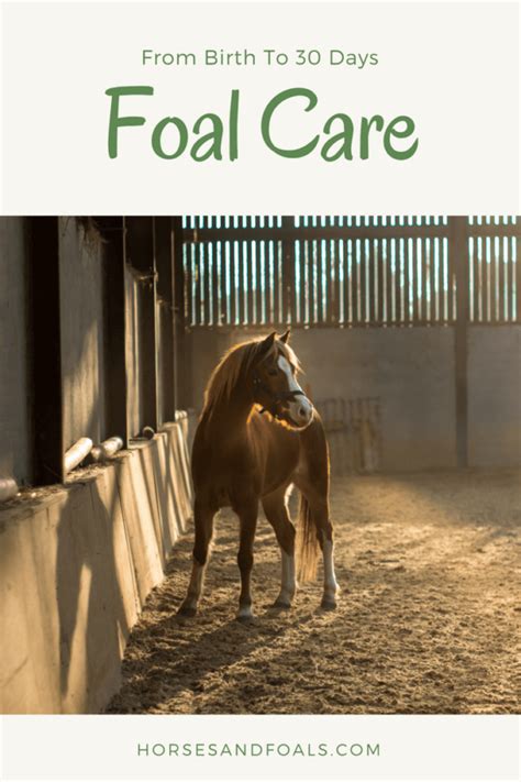 Foal Care From Birth To 30 Days: What You Need To Know | Foals, Baby horses, Horses