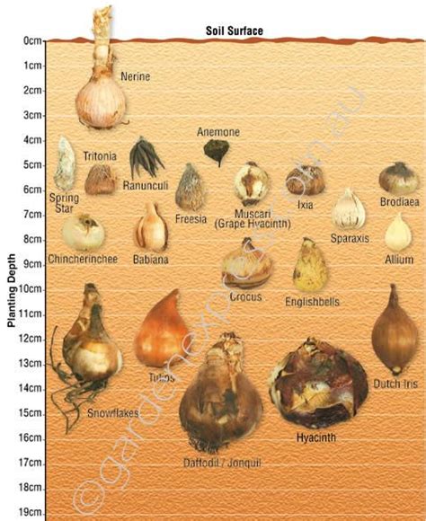 Bulb Identification & Planting Depth Guide - Garden Express | Bulb ...