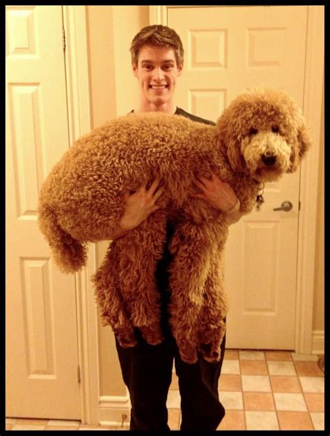 HUGE poodle | Poodle, Cute stories, Cute animals