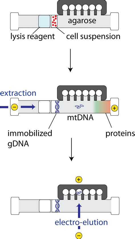 Mitochondrial DNA Isolation: Considerations and Methods