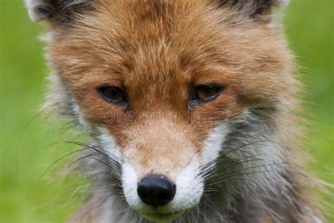 Red fox face stock image. Image of close, nose, foxes - 45973431