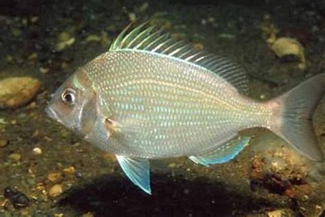 Scup (Porgy) – RI Fishing