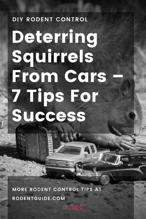 Deterring Squirrels From Cars – 7 Tips For Success - DIY Rodent Control