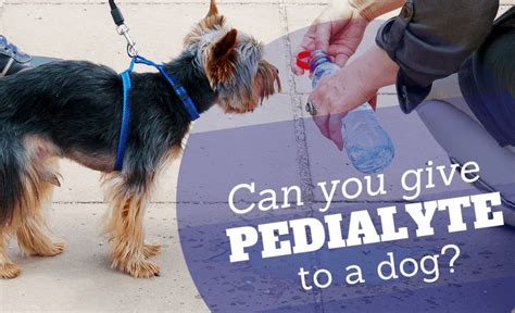 Can You Give Pedialyte To A Dog? Evaluating & Curing Dehydration