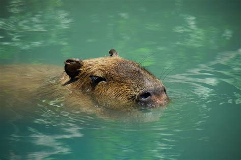 Once a year, capybaras at this Japanese zoo are treated to a fully immersive spa day - Upworthy