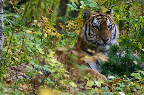 Amur tiger conservation, Russia | Whitley Award