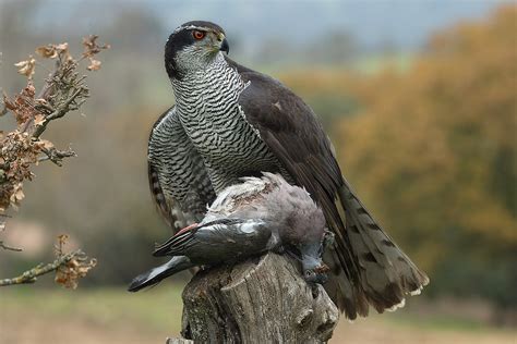 Northern Goshawk (Accipiter Gentilis) | Bird - Amazing Pets For You