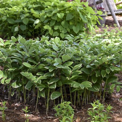 Polygonatum odoratum 'Variegatum' | Perennial Resource