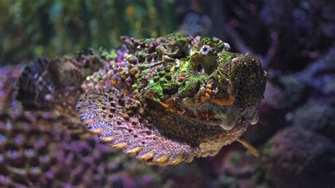 Stonefish: Most Toxic & Venomous Fish in the Ocean - Scuba.com