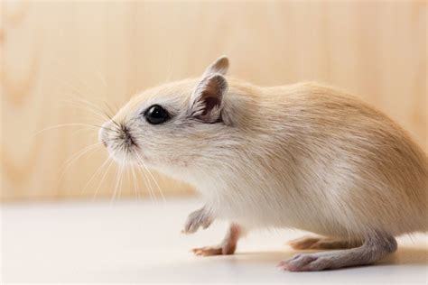 12 Gerbil Colors & Patterns: An Overview (with Pictures) | Pet Keen