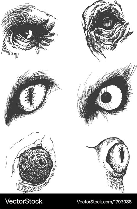 Set of animal eyes hand drawn eps8 Royalty Free Vector Image