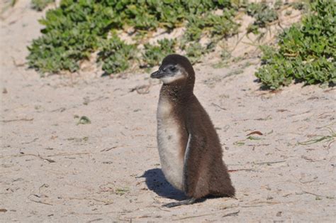 Penguins in South Africa: See Them and Adopt Them!