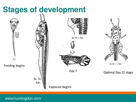 EDSPwebinar 4: The amphibian metamorphosis assay