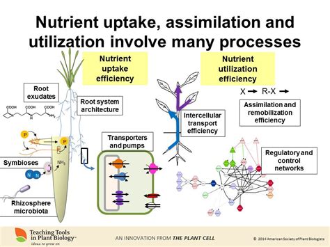 From chemistry to current events: The six macronutrients that make up a plant (N, P, K, Mg, S ...