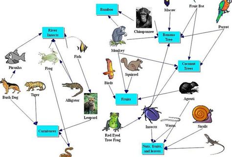 3D Geography - helping with the teaching and learning of Geography. | Rainforest food web, Food ...