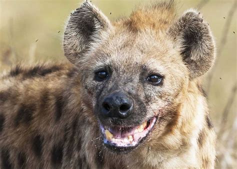 Hyena Laugh