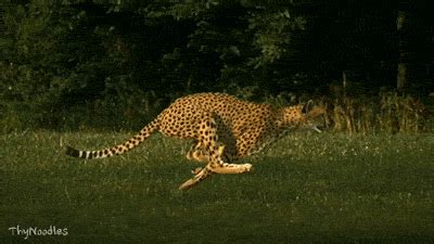 Slow Motion Cheetah GIF - Find & Share on GIPHY