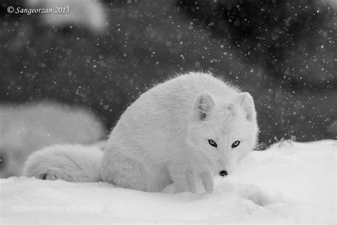 30 Adorable Photos Of Foxes In The Snow - 500px