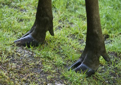 moose feet! | such dainty feet for such a LARGE animal. | canopic | Flickr