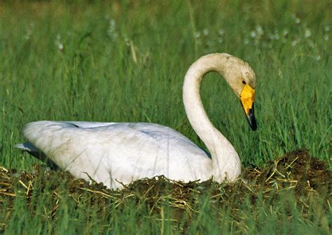 Nesting Whooper Swan (Cygnus Cygnus) | Henri Bonell | Flickr