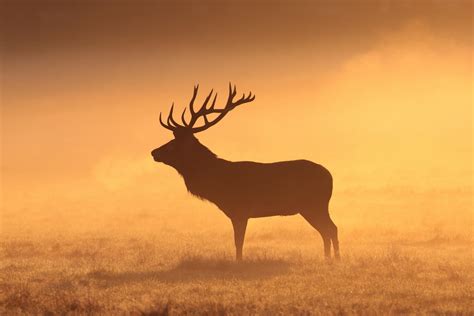 Animal Elk HD Wallpapers - Wallpaper Cave