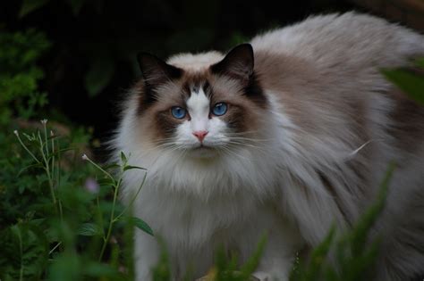 Ragdoll Cat Background Wallpaper 18903 - Baltana