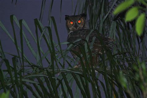 Great Horned Owl At Night Photograph by Pat Page