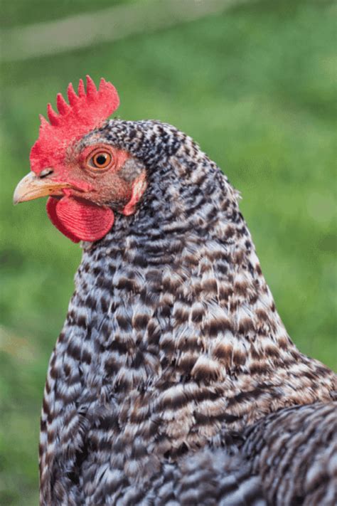 Barred Rock Chickens: Buyer's Guide