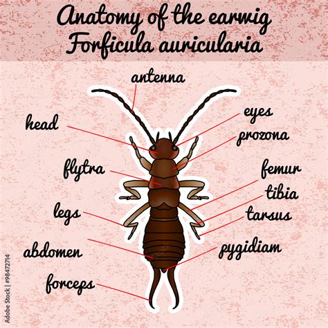 Insect anatomy. Sticker Forficula auricularia. Earwig. Sketch of Earwig.Earwig Design for ...