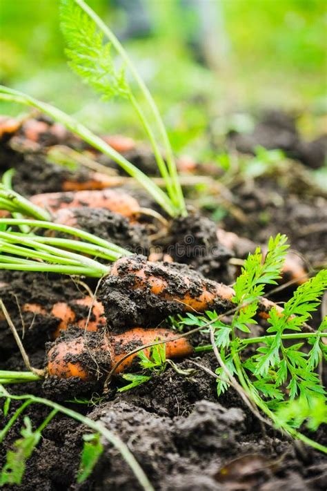 Harvesting Carrots on the Farm Stock Photo - Image of summer, harvest: 130353952