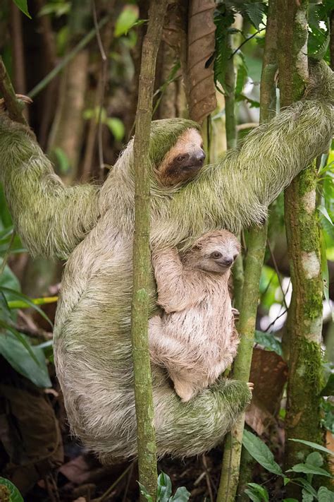 Hoffmann's Two-toed Sloth, Choloepus Hoffmanni Photograph by Petr Simon ...