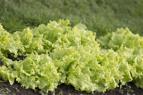 Planting A Garden Salad Free Stock Photo - Public Domain Pictures