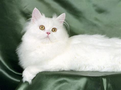 Persian Cat Wallpapers | Animals Library