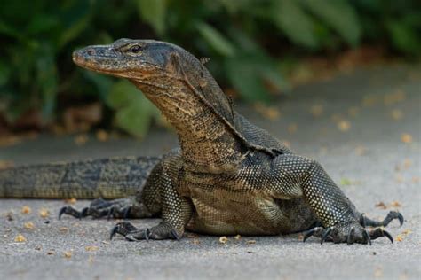 Earless Monitor Lizard - AZ Animals