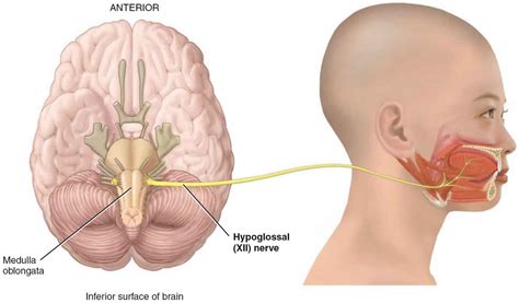 Hypoglossal nerve anatomy, function, injury, damage & hypoglossal nerve test