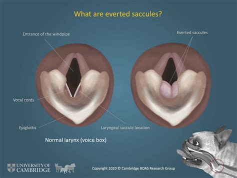 Brachycephalic Airway Obstruction Syndrome (BAOS) and the Cavalier King Charles Spaniel