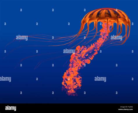 The Jellyfish is a transparent gelatinous predator that uses its stinging tentacles to catch ...