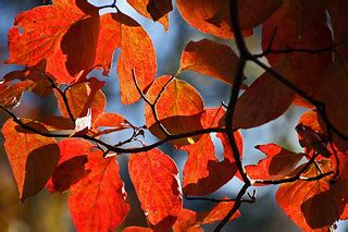 autumn color 2014 - 2 | Glorious colors of autumn celebratin… | Flickr